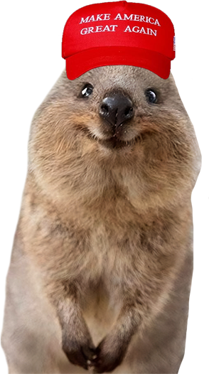 Dancing Quokka